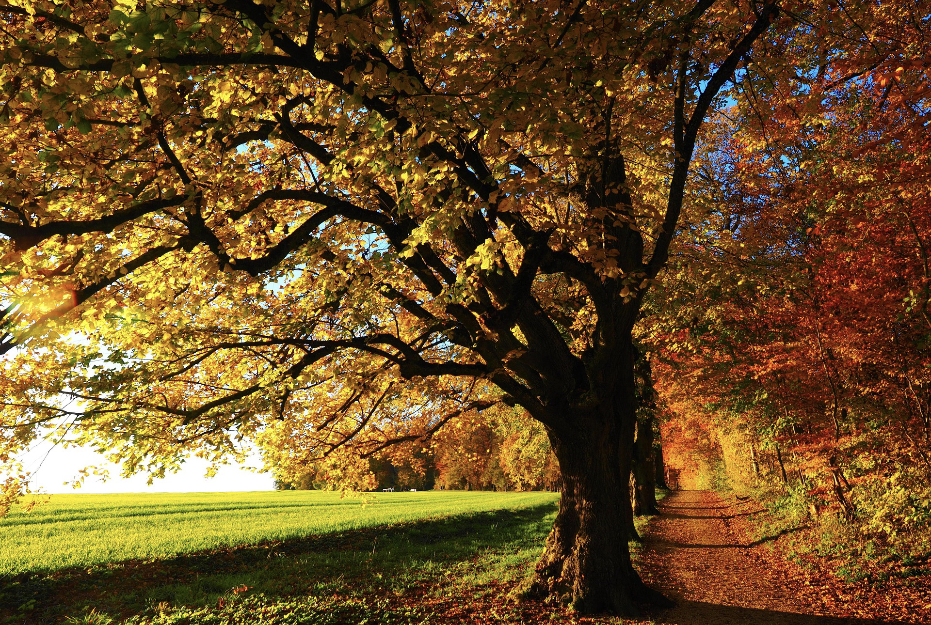 autumn-779827_1920